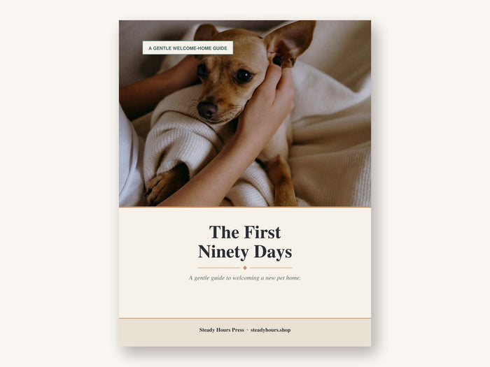 The First Ninety Days